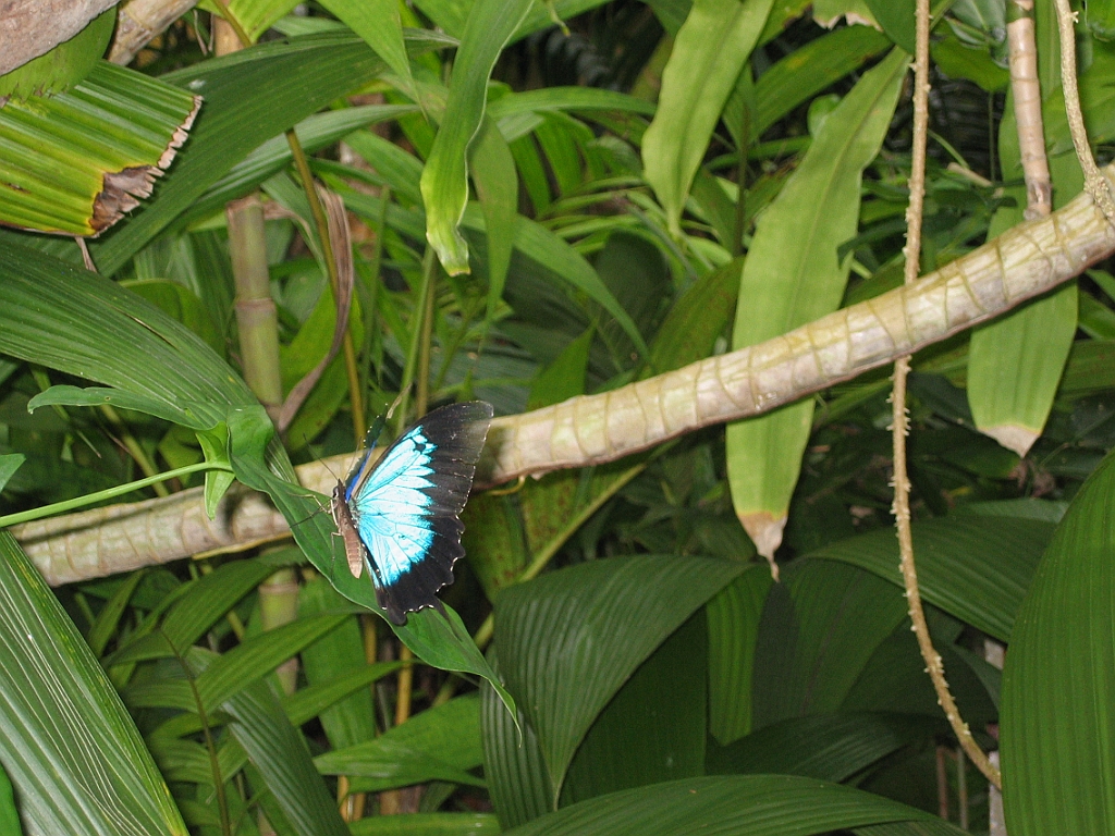 087 Kuranda Butterfly Sanctuary.jpg